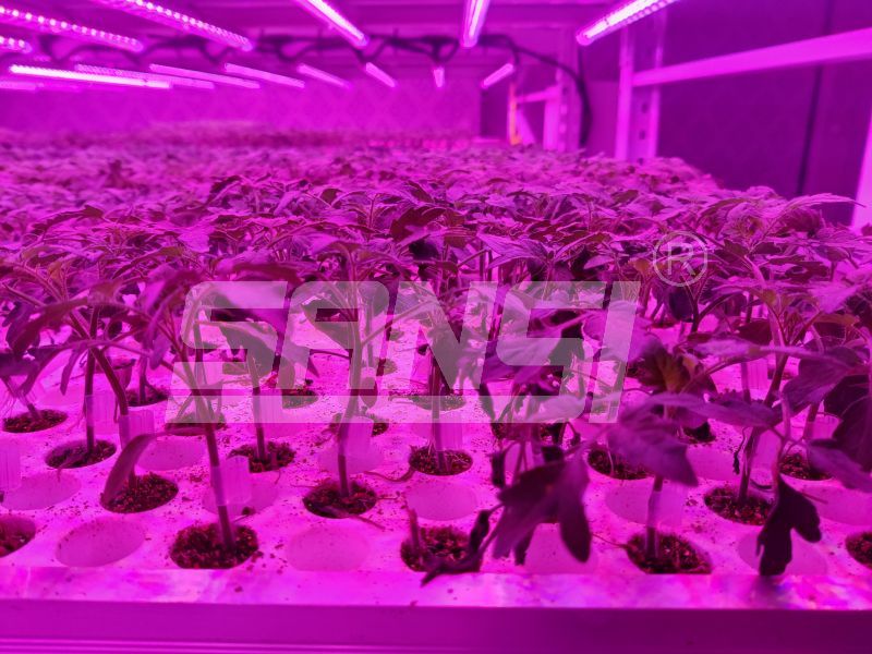 智能,植物工厂,可调节,LED生长灯,实现作物,定制化培育