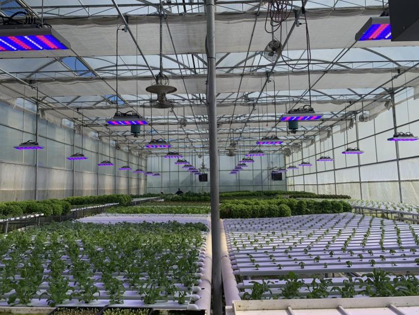 垂直农场,采用,全光谱,LED植物灯,缩短,生菜,生长周期
