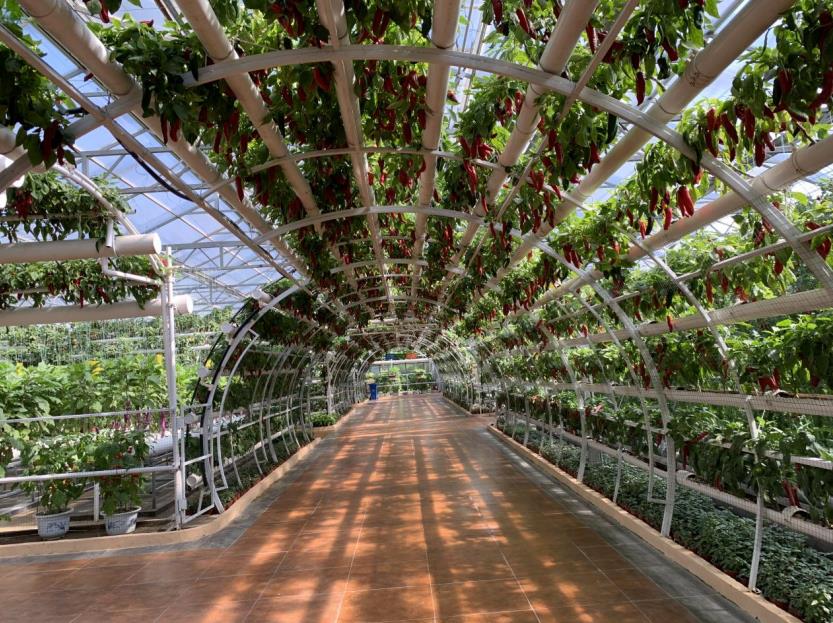 上海三思,植物照明,照明技术,助力全球农业,创新实践