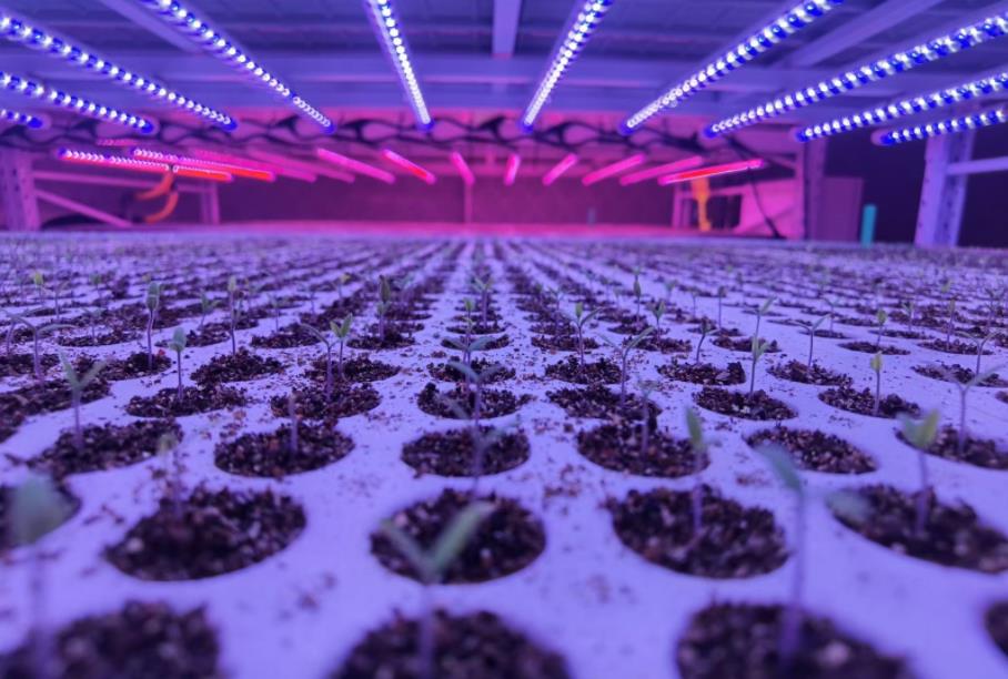 科技之光,孕育绿色未来,植物生长灯,开启种植新纪元