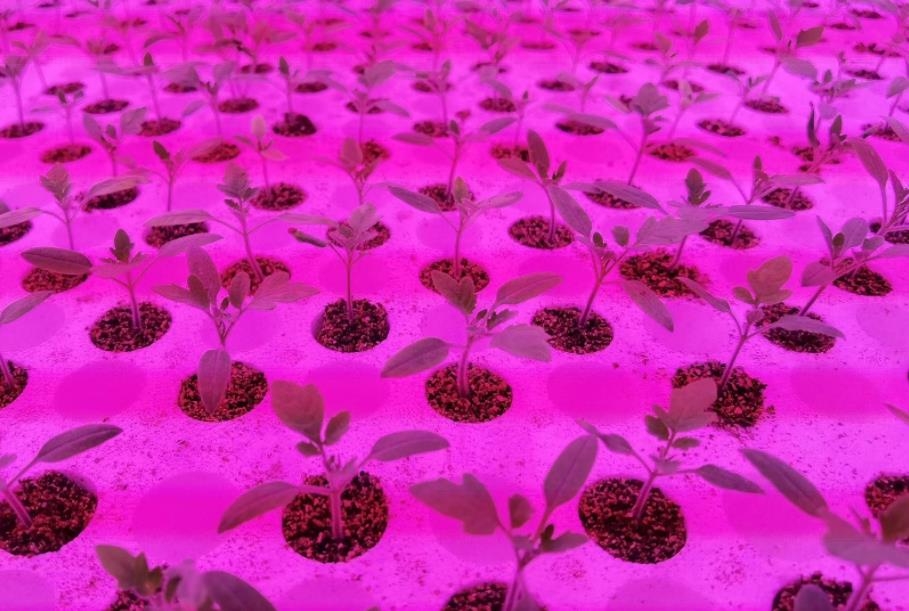 科技之光,孕育绿色未来,植物生长灯,开启种植新纪元